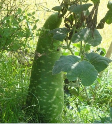 Avysa NAM TAO YAI Bottle Gourd Seeds Seed(20 per packet)