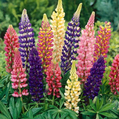Epazo Lupin Mix Dwarf Flower Seed(95 per packet)