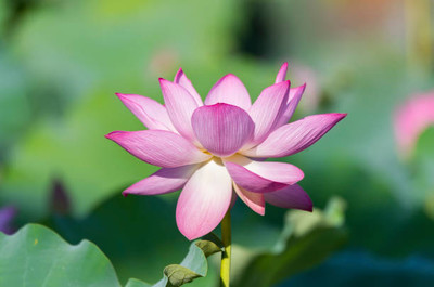 KOO Retails lotus,kamal gatta Seed(15 per packet)