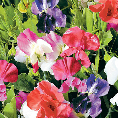 LASMA Sweet Pea Little Sweetheart Mixed Seed(20 per packet)