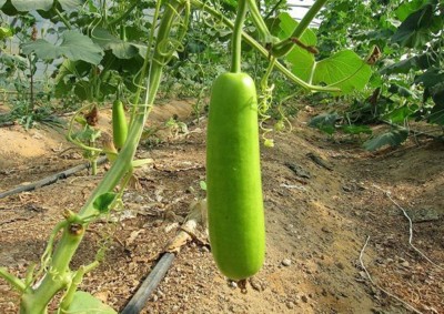 Farmers Choice Bottle Gourd (Dhari Loki) Hybrid Vegetables Seed Seed(315 per packet)