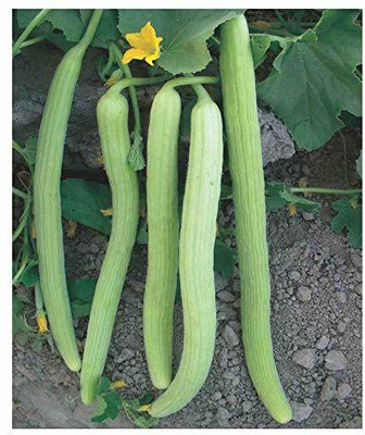 CYBEXIS PAU-28 - Cucumber Kakdi/Tar - (150 Seeds) Seed(150 per packet)