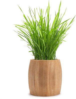 CYBEXIS NDIR-85 - Cat Grass (Sweet Oat Grass) - (1500 Seeds) Seed(1500 per packet)