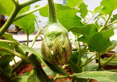 VibeX XLR-91 - Hybrid BRINJAL - (1350 Seeds) Seed(1350 per packet)