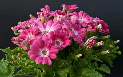 Aywal Cineraria Starlet Hybrid Flower Seed(20 per packet)