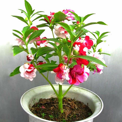 SeeGreen Hybrid Balsam flower seeds for home garden,Highgermination_15 Seed(15 per packet)