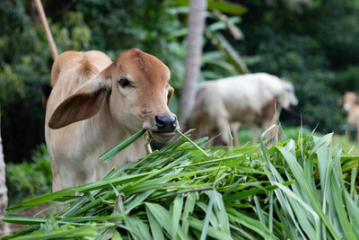 BISWAS Grass seeds for cow farming, Best grass seeds for cow Seed(7000 per packet)