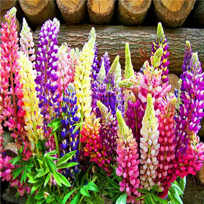 AXAQI Lupin Mixed Color F1 Hybrid Flower Seed(15 per packet)