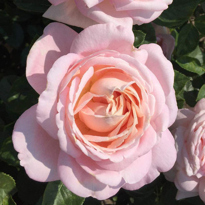 CYBEXIS GBPUT-10 - Pink Rose Bush - (100 Seeds) Seed(100 per packet)