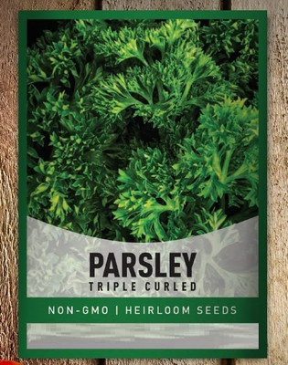 CYBEXIS VXI-36 - Triple Curled Parsley - (2250 Seeds) Seed(2250 per packet)