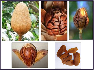 ibains African mahogany tree seeds Seed(20 per packet)