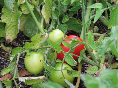 WILLVINE Early Girl Tomato Seeds 52 Days-[3000 Seeds] Seed(3000 per packet)