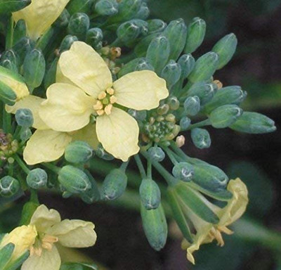 CYBEXIS XLR-57 - Calabrese Green Broccoli - (1350 Seeds) Seed(1350 per packet)
