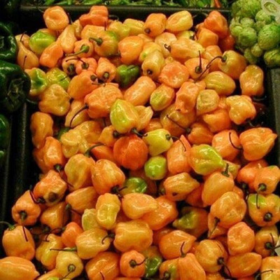 CYBEXIS F69Chilli Habanero Lemon Seeds-300 Seeds Seed(300 per packet)