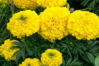 Bamboo marigold,gende ka phool seeds Seed(20 per packet)