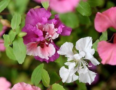 JRYU Clarkia Double Mix Flower Seed(70 per packet)