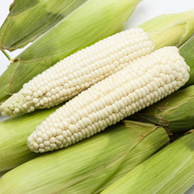 KNESSiN Corn White Seed(200 per packet)