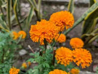 KLARKEE marigold/gende ka phool flower seeds Seed(50 per packet)