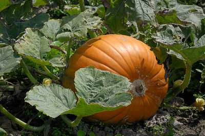 AFARTIOBINA 22 PCS PUMPKIN SEEDS Seed(22 per packet)