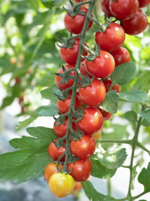 KANAYA tomato Seed(60 per packet)