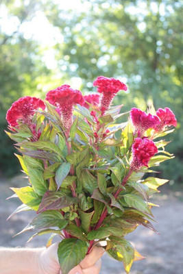 Quentova Celosia / Cockscomb-22D-IACR Seed(75 per packet)