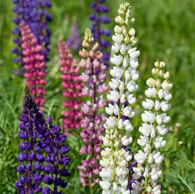 Quentova Perennial Garden Lupine - Flowers Blend-LNT-11P Seed(100 per packet)