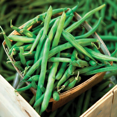 KNESSiN Climbing String Cobra Bean Seed(50 per packet)