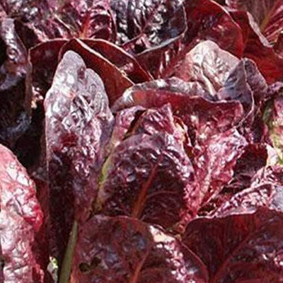 KNESSiN Lettuce red Seed(1250 per packet)