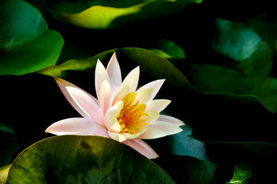 CARIBBEAN lotus,kamal gatta Seed(11 per packet)