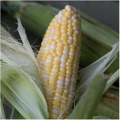 WILLVINE GOI -XIII Delectable Hybrid Sweet Corn Seeds-[100g] Seed(400 per packet)