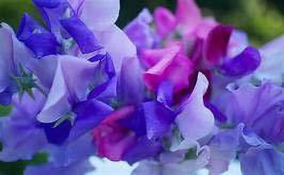 ACCELCROP Sweet Pea Mixed Color Hybrid Flower Seed(90 per packet)