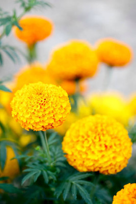 Nature Vit marigold/gende ka phool flower seeds Seed(25 per packet)