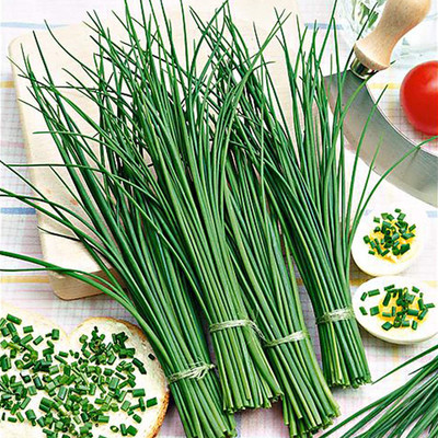 VibeX ® VLR-332 Garlic(Chinese) chives seeds Seed(500 per packet)
