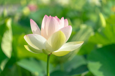 VENUS ONLINE lotus,kamal gatta Seed(10 per packet)