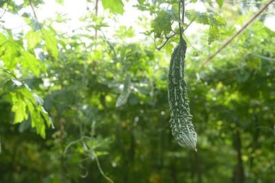 Arshiayat F1 HYBRID BITTER GOURD/KARELA SEEDS FOR HOME GARDEN Seed(20 per packet)