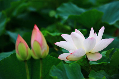 Greenery Seed Retail lotus,kamal seeds Seed(11 per packet)