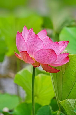 SS ONLINE lotus,kamal gatta Seed(10 per packet)