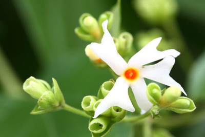 KNESSiN Night Jasmine Seed(25 per packet)