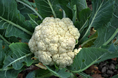 cauliflower white cauliflower,gobhee seeds Seed(10 per packet)