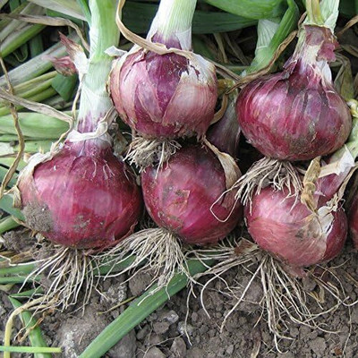 WILLVINE KGF -XVI Red Creole Onion Short Day [2.5g] Seed(1500 per packet)