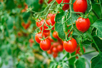 Shiv Shakti Ent tomato Seed(55 per packet)