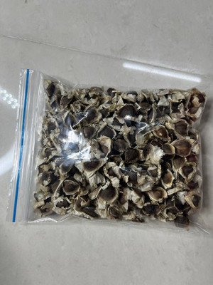 Seedsilk Drumstick/Sajna Moringa Oleifera High Yielding Dwarf Variety Plant Seed(16 per packet)