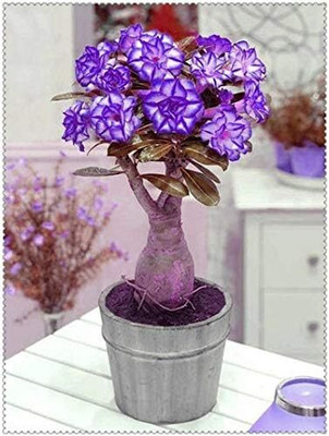 Qualtivate LXI-281 Violet White Adenium obesum Desert Rose Seeds Seed(30 per packet)
