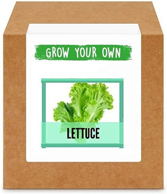 CYBEXIS Lettuce Green1000 Seeds Seed(1000 per packet)