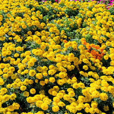 CYBEXIS Yellow Ground-cover Chrysanthemum Seeds Seed(1 g)