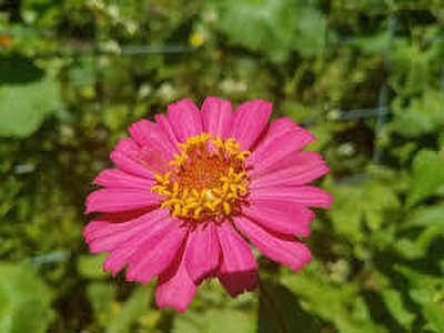 Seedsqlty zinnia flower seeds hybrid, high germination (25 seeds) Seed(25 per packet)