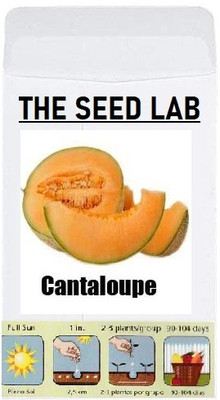 KNESSiN Musk Melon Seed(200 per packet)