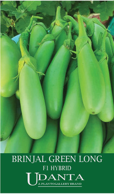 Udanta Brinjal Green Long F1 Hybrid Vegetable Seeds Suitable All Climate - 30-40 Seeds Seed(1 per packet)