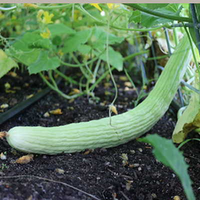 Quentova Armenian Long Cucumber / Snake Cucumber-AJ-3I Seed(300 per packet)