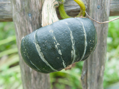 VibeX ® RXI-550 Burgess Buttercup Winter Squash Seed(100 per packet)